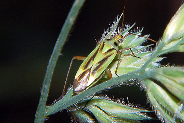 Stenotus binotatus